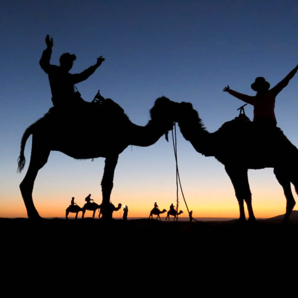 Two camels at sunset time during 4 day Marrakech to Fes desert tour