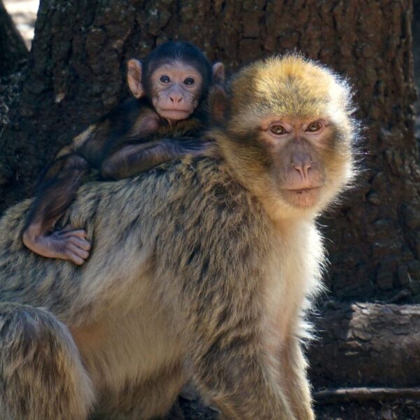 A monkey mother with her baby in the back.