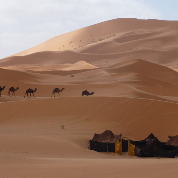 Desert camp and camels in Merzouga during the 6-day Morocco tour from Marrakech.