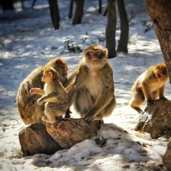 3 Barbary Macaque in the snowy forest of Morocco during the 6 day Marrakech to Merzouga desert tour.