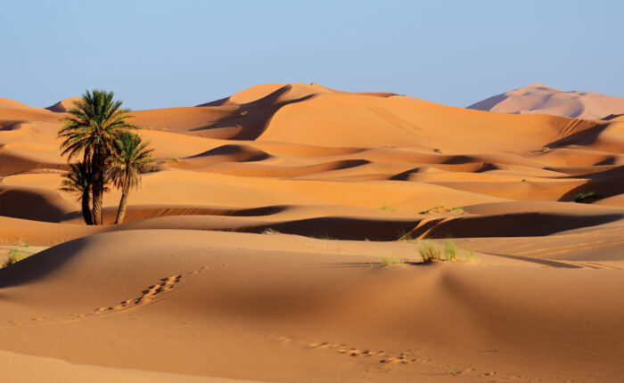 A palm tree in the middle of the Sahara desert in Merzouga during the 3-day tour from Casablanca.