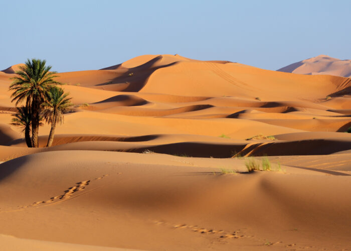 Una palma in mezzo al deserto del Sahara a Merzouga durante il tour di 3 giorni da Casablanca.