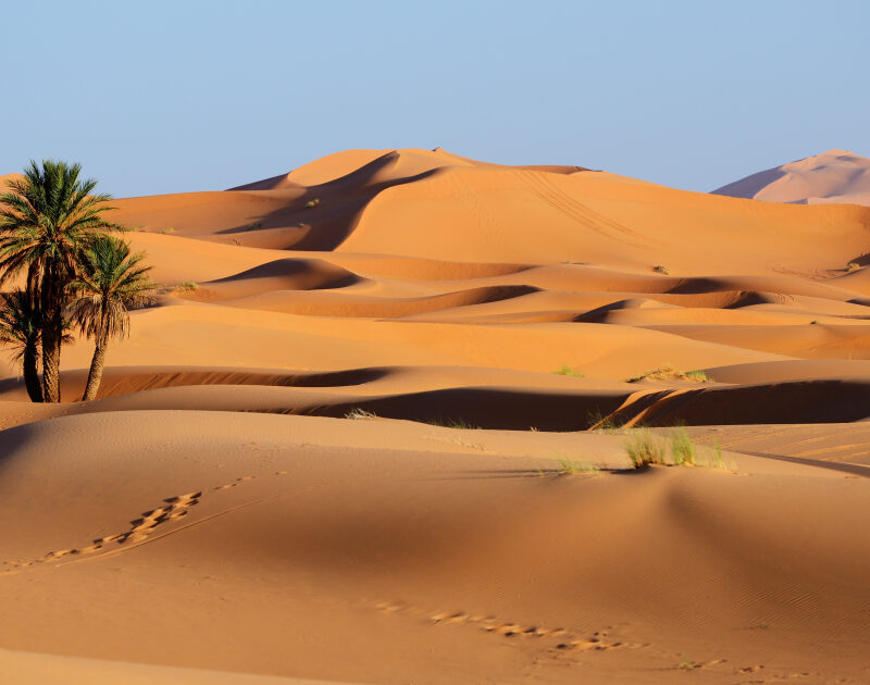 A palm tree in the middle of the Sahara desert in Merzouga during the 3-day tour from Casablanca.
