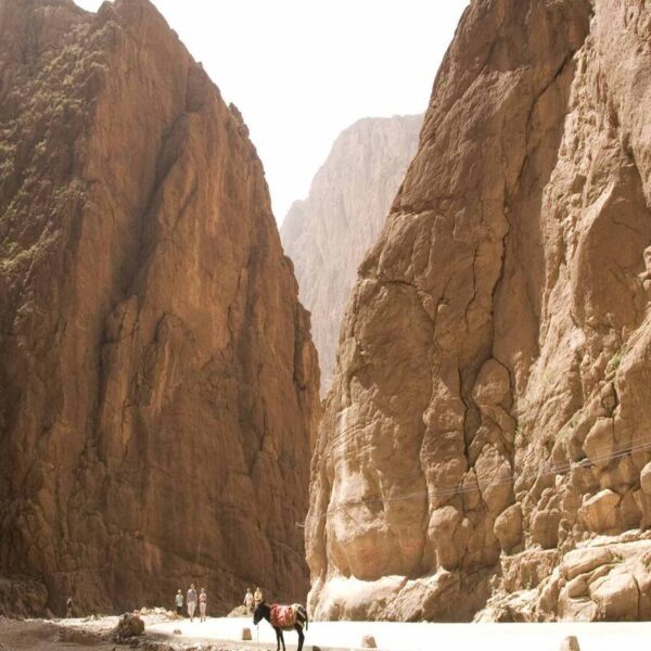 Un asino in piedi nelle gole del Todra durante il nostro tour di 5 giorni nel deserto da Agadir a Merzouga.