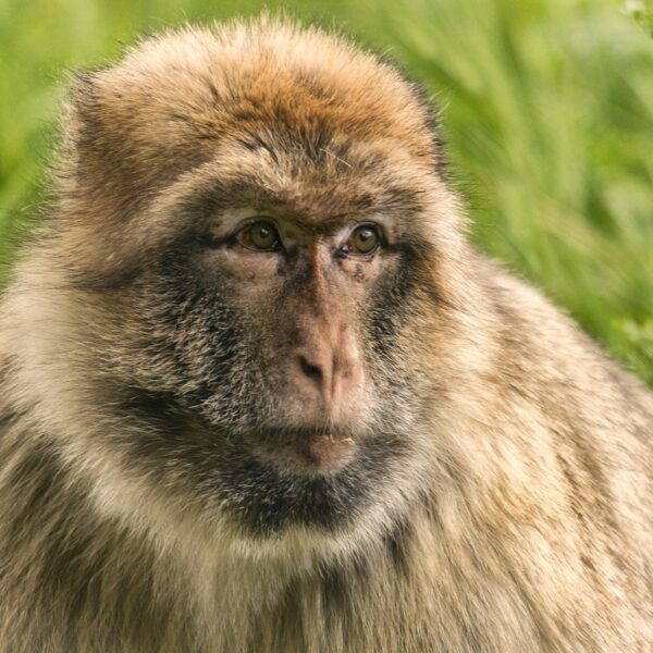 Macaco di Barberia in Marocco