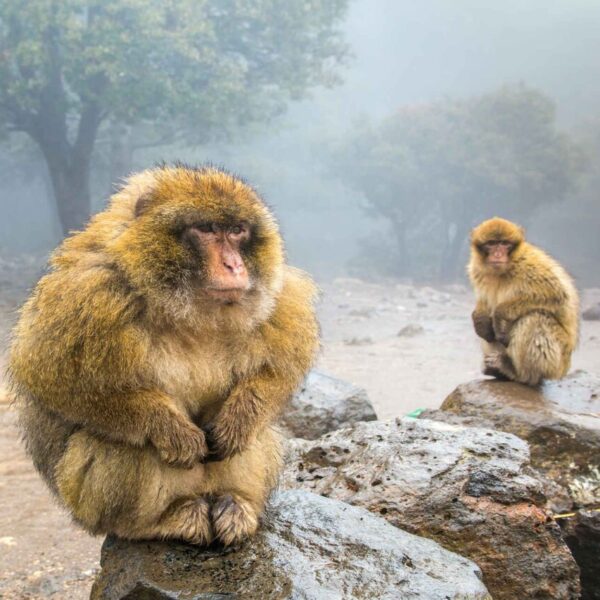 Le scimmie macaco di Barberia in Marocco, tour della fauna selvatica