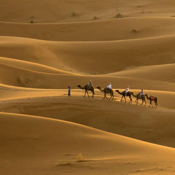 Camel ride, the highlight of the 8-day desert tour in Morocco from Casablanca