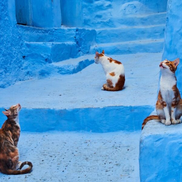 Chefchaouen cats and bue streets, first stop of 6-day Tetouan to Marrakech desert tour