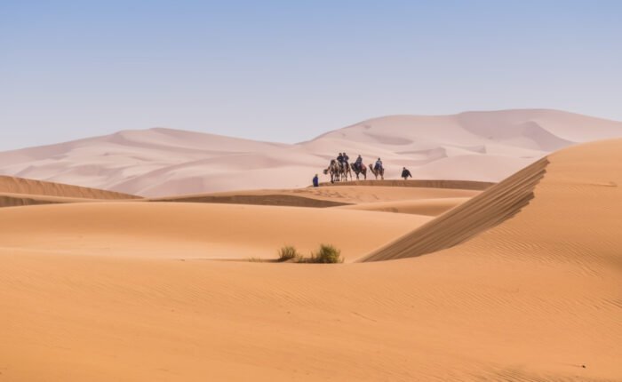 People riding camels in Sahara during the 5 Day Agadir To Merzouga Desert Tour.
