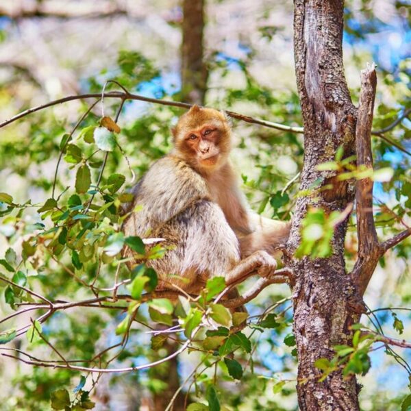 Monkey on in the cedar forest of Morocco