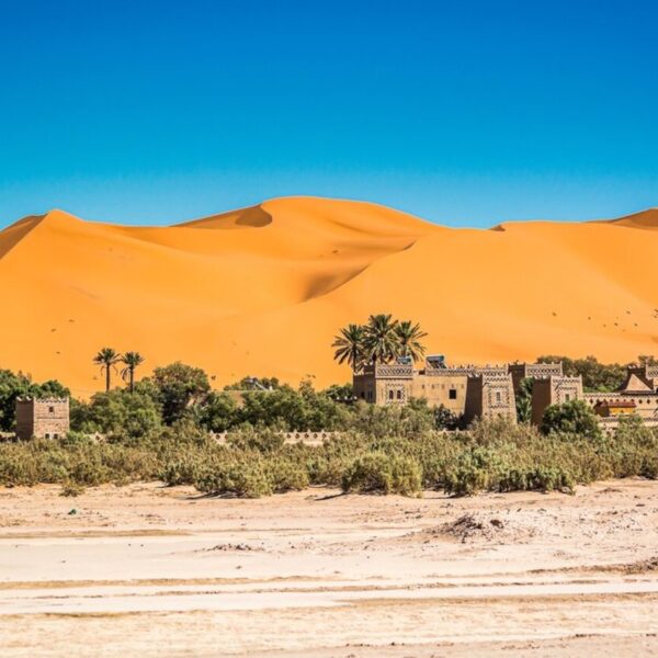 Merzouga sand dunes and palm tress