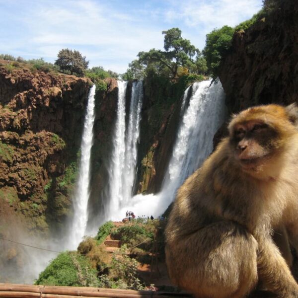 Macaco de Berbería cerca de las cascadas de Ouzoud.