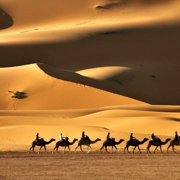 Camel ride in Merzouga desert, highlight of the 9-day Morocco tour