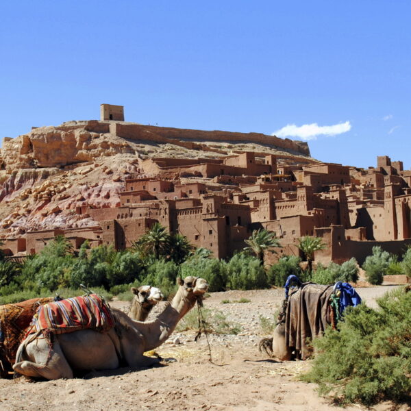 Three camels in front of the Kasbah of Ait Benhaddou.