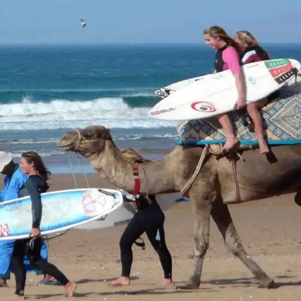 Un camello lleva surfistas a lomos en Essaouira durante el viaje de dos días desde Marrakech.