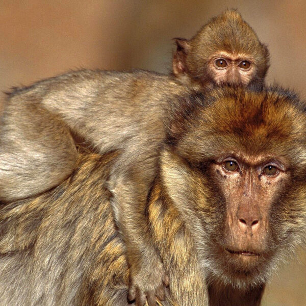 A Barbary macaque mother with her son on her back in the cedar forest.