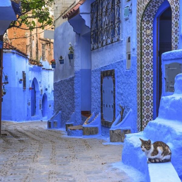 A cat sitting in the blue streets of Chefchaouen in Morocco.