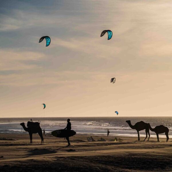 Un hombre parasailing con tres camellos en la playa.