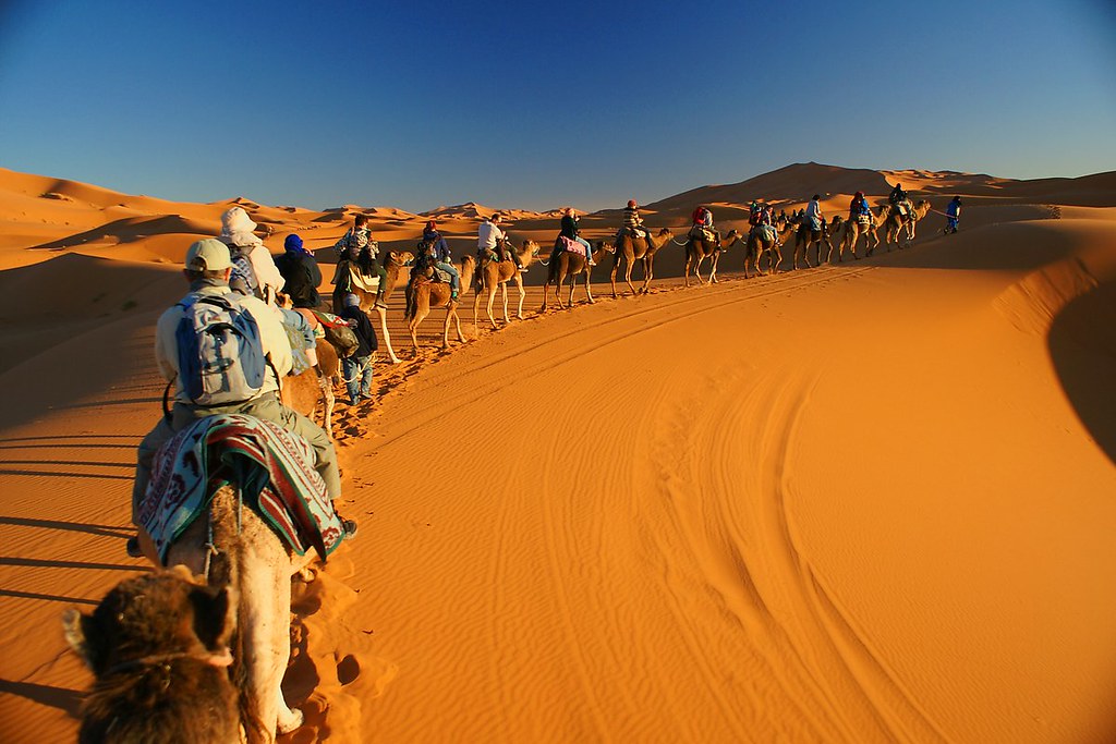 A caravan of camels going through the Sahara desert