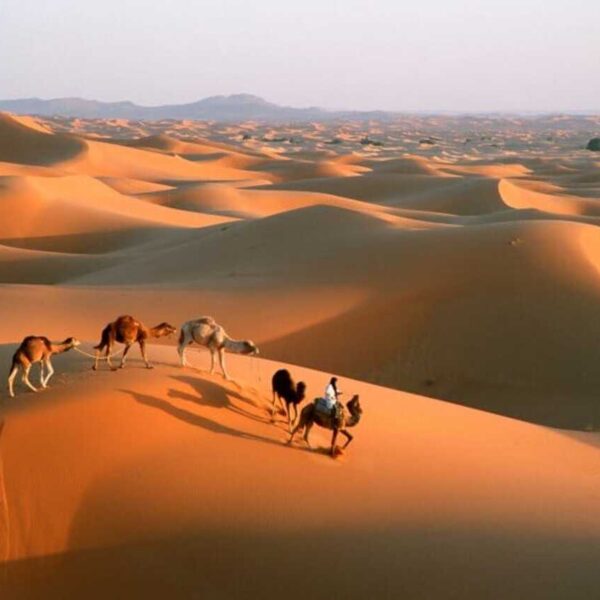 Cammelli che attraversano il deserto del Sahara durante il viaggio di 5 giorni da Errachidia.