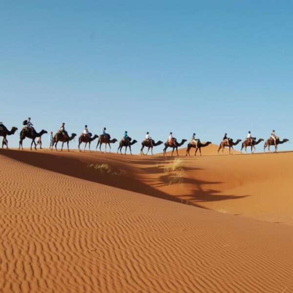 A camel caravan in the desert of Merzouga.