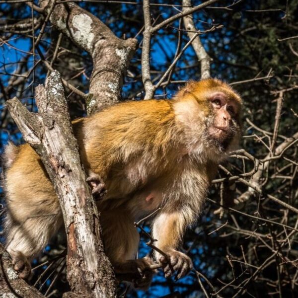 A Barbary macaque climbing a tree.