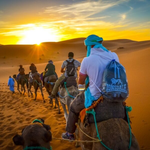 Tourists riding camels during the sunrise time in Merzouga.