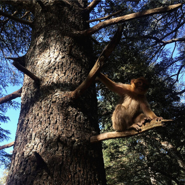 Un mono trepando a un árbol durante el viaje de 6 días desde Fez.