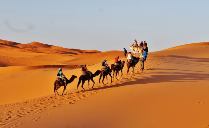 A camel caravan crossing the Sahara desert of Morocco during the 4-day tour from Tetouan to Marrakech.