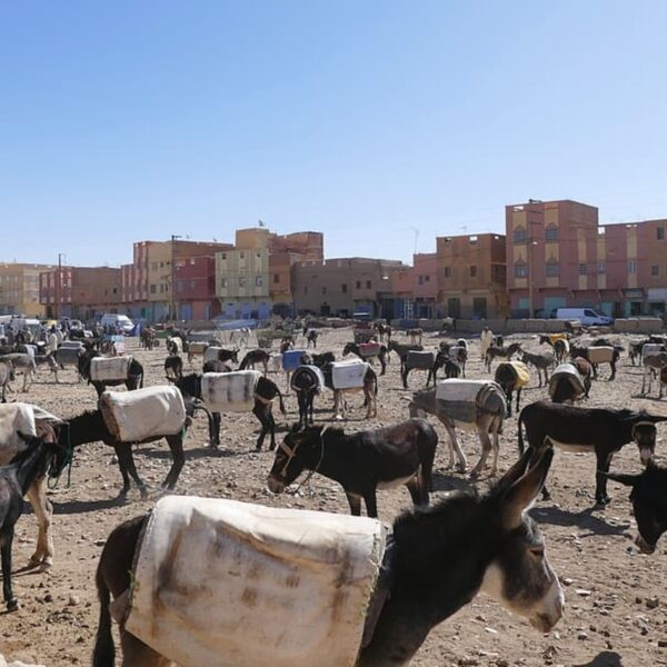 Aparcamiento de burros en el mercado de Rissani.