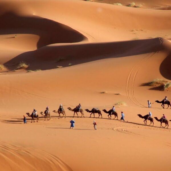 Due carovane di cammelli nel deserto di Merzouga.