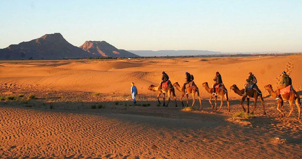 Tourists riding camels in Zagora desert