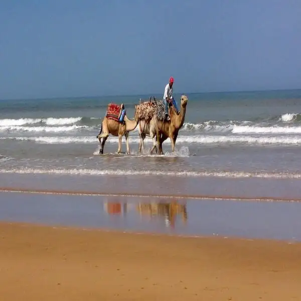 Two camels walking on the beach in Essaouira.