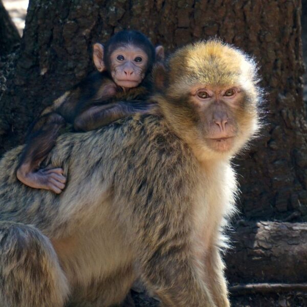 A monkey with its baby during our 3-day tour from Ouarzazate to Fes.