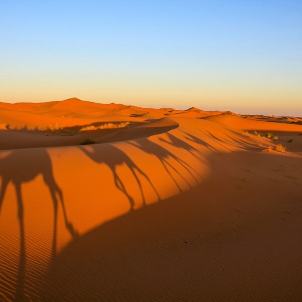 Sagome di cammelli si riflettono sulle dune di sabbia del Marocco.