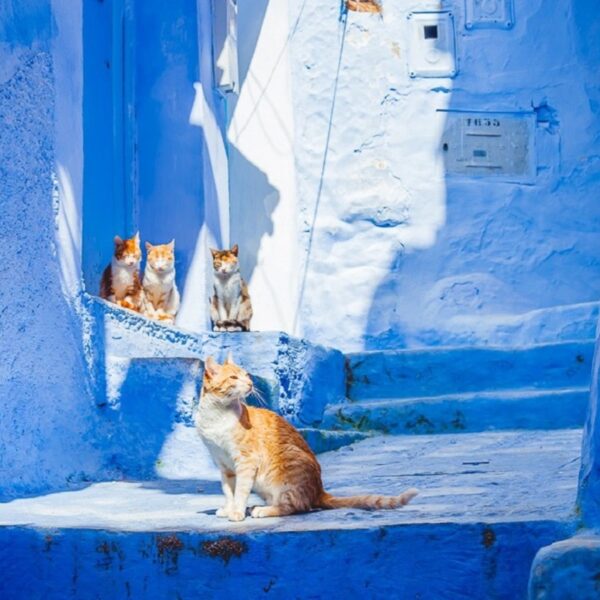 4 gatti in una strada blu di Chefchaouen durante il tour di 3 giorni in Marocco da Chefchaouen.