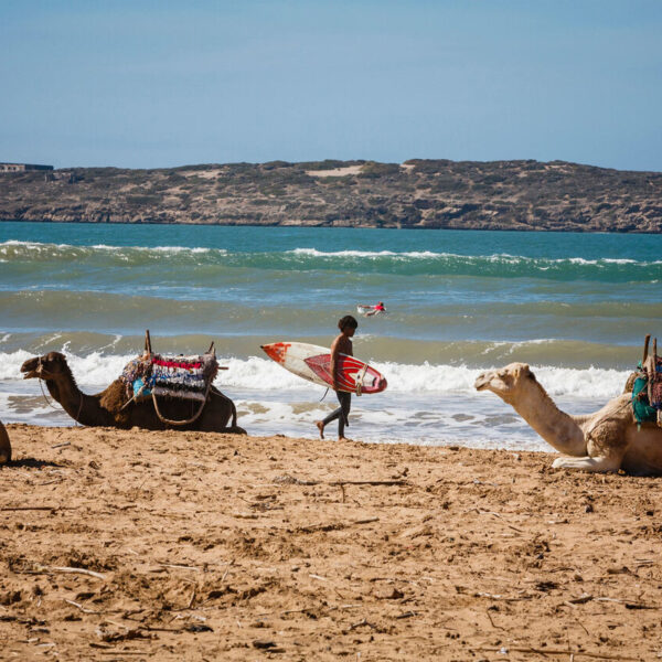 Camels sitting down with a surfer in the back.