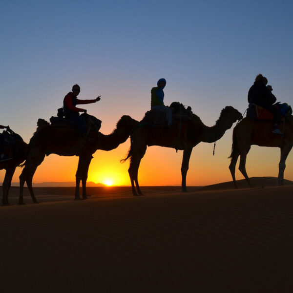 4 Siluetas de camellos durante la puesta de sol en el desierto.