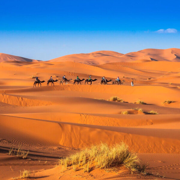 A camel caravan crossing the golden dunes in Merzouga desert.