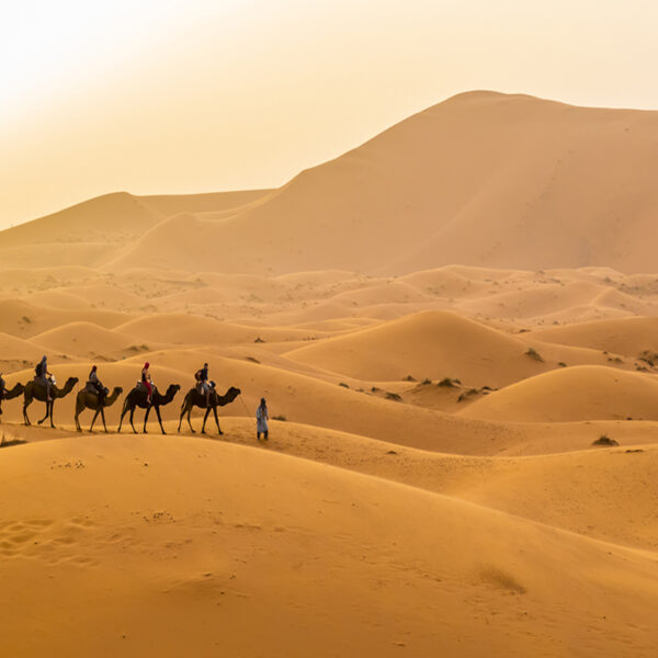 A camel caravan in the middle of the Sahara desert in Merzouga.