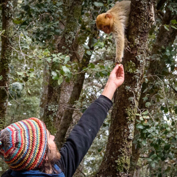 Un uomo che nutre una scimmia nella foresta dei cedri, in Marocco.